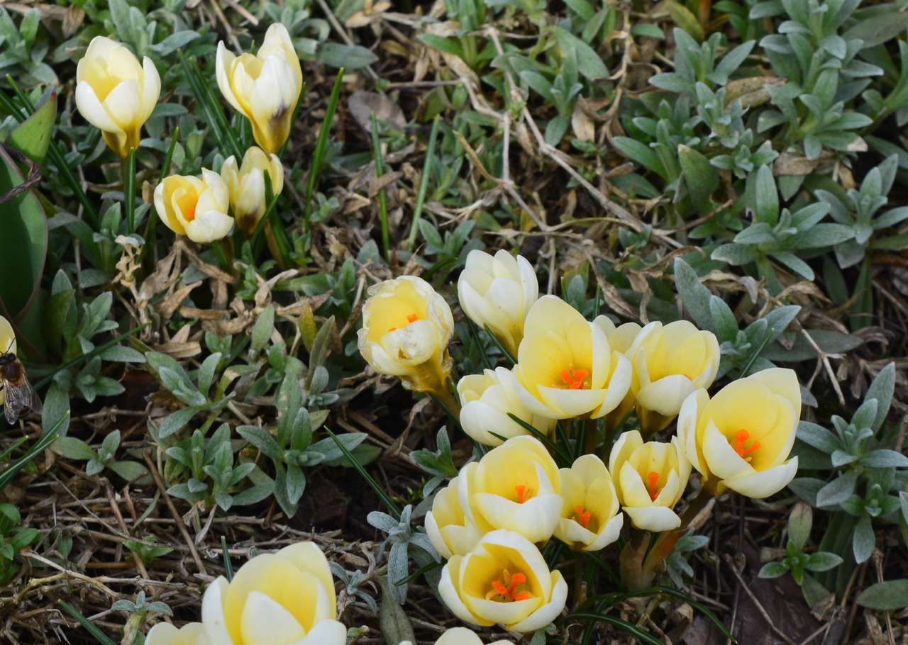 Łóżko wiosenne kwiaty puzzle online ze zdjęcia