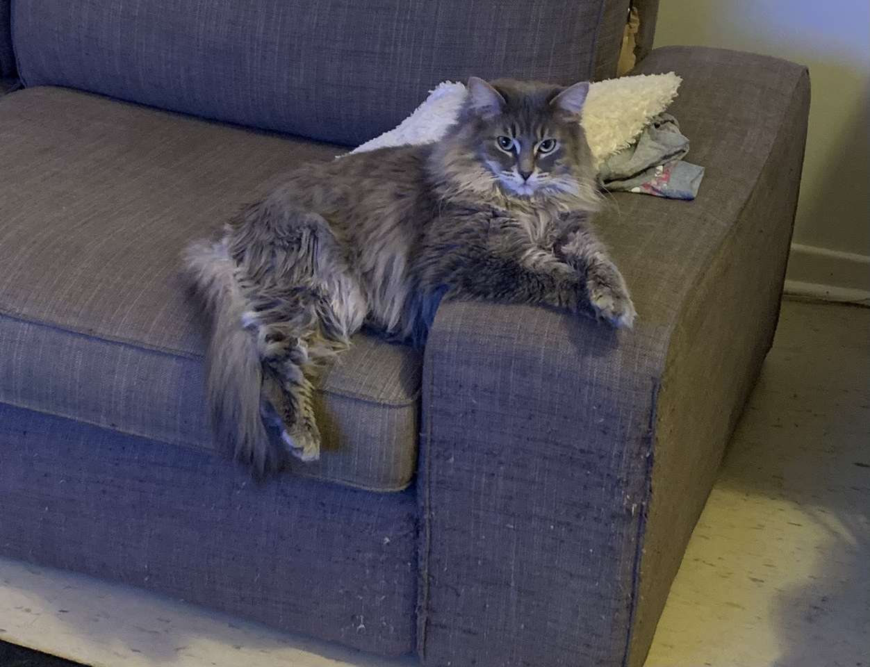 Piękny kotek relaksujący puzzle online ze zdjęcia