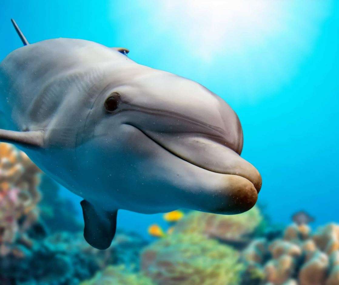 Delfin vor Korallenriff puzzle online ze zdjęcia