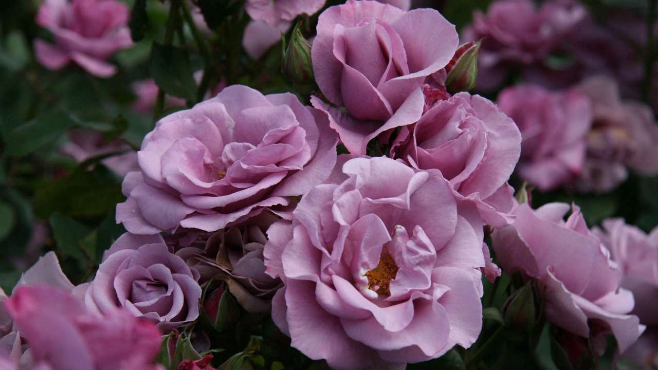 Kwiat dla Ciebie puzzle online ze zdjęcia
