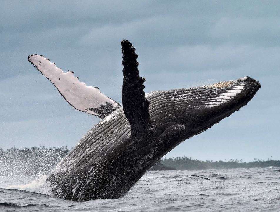 Skaczący wieloryb puzzle online ze zdjęcia
