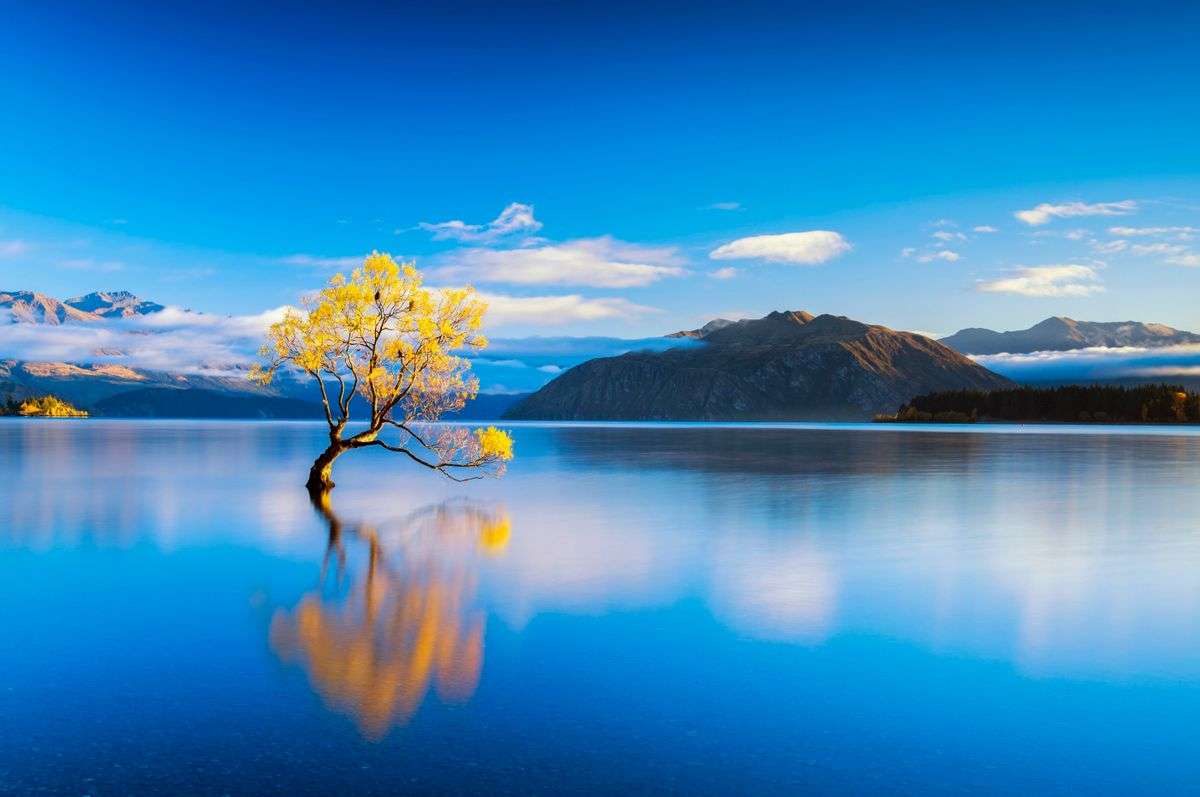 Drzewo jeziora puzzle online ze zdjęcia