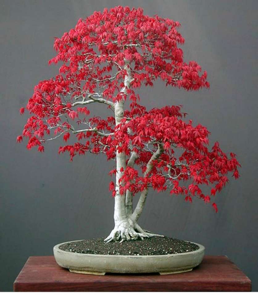 Drvo bonsai. puzzle ze zdjęcia