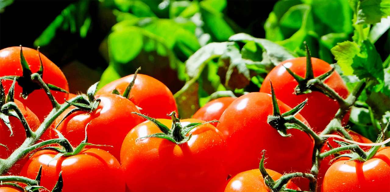 Pomidory z twojego ogrodu puzzle online