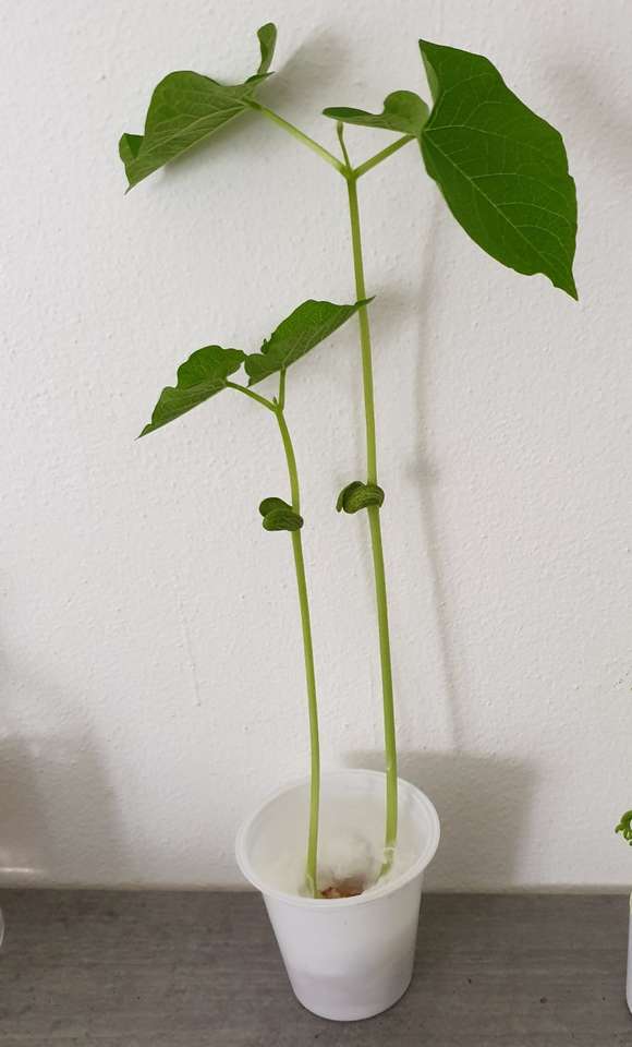 Mała roślina. puzzle online ze zdjęcia