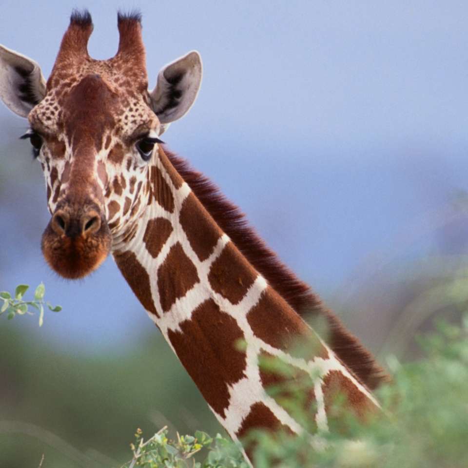 Obraz Giraffe'a. puzzle online