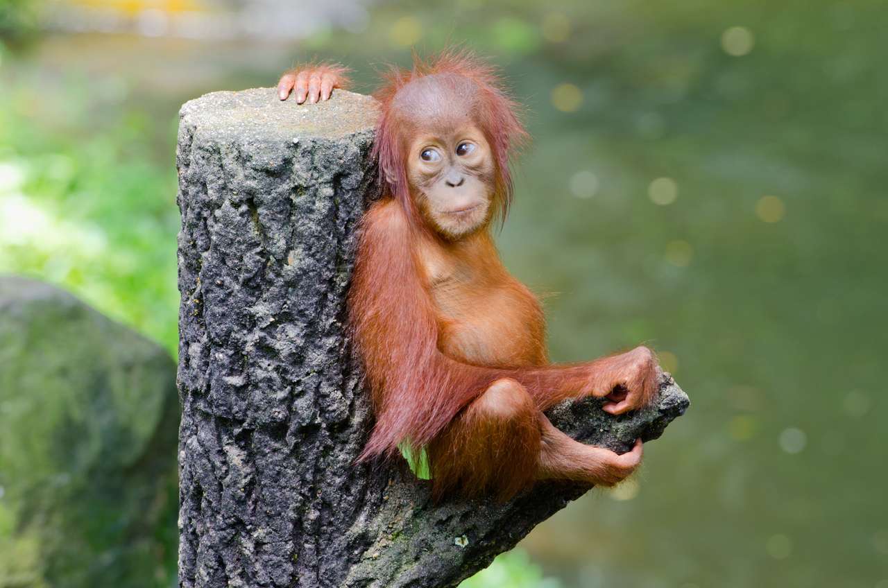 Mały Orangutan puzzle online ze zdjęcia
