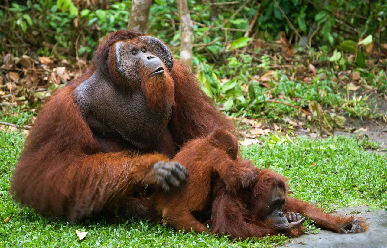 Orangutany puzzle online