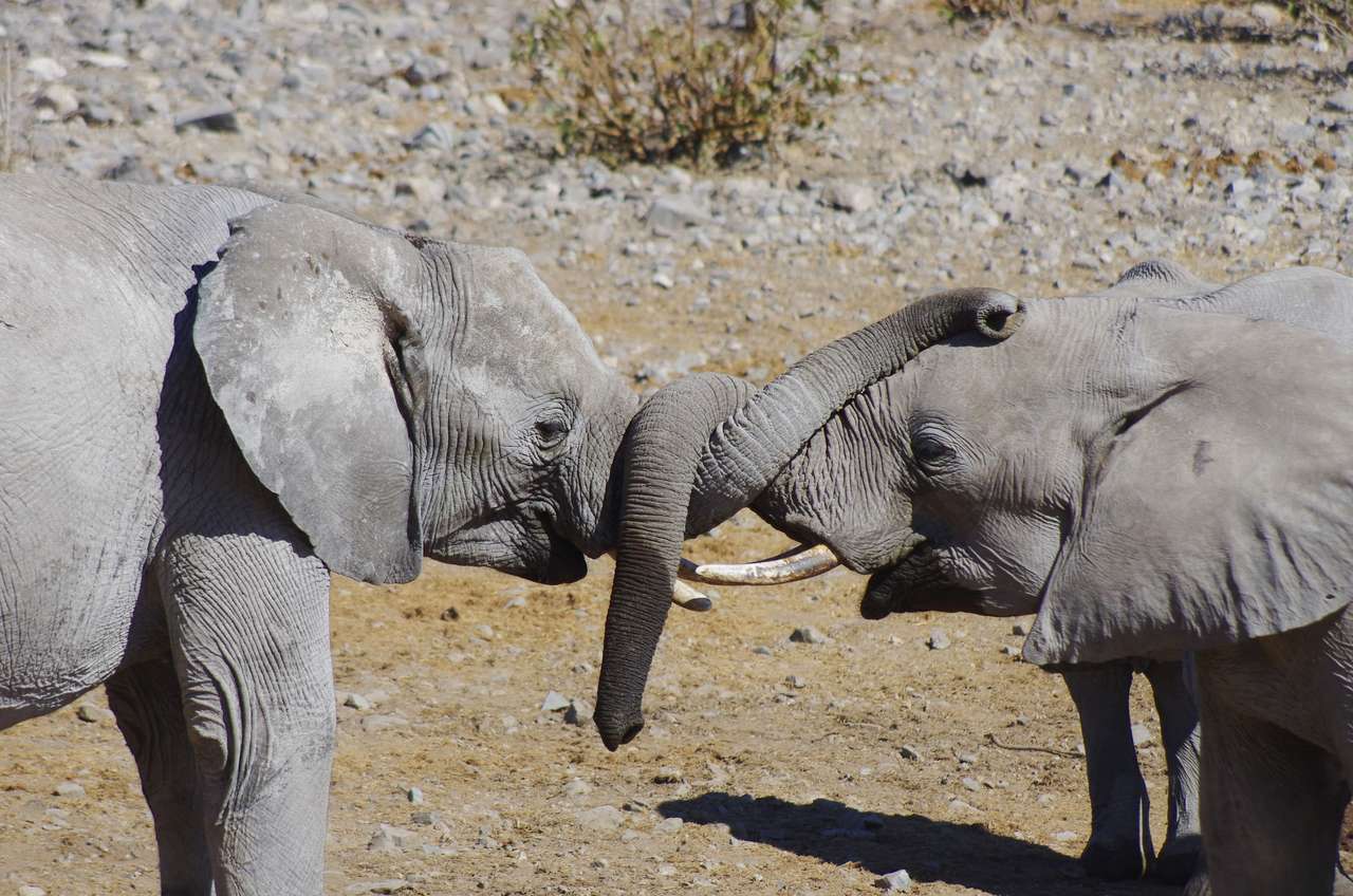 Słonie zwijają trąby puzzle online ze zdjęcia