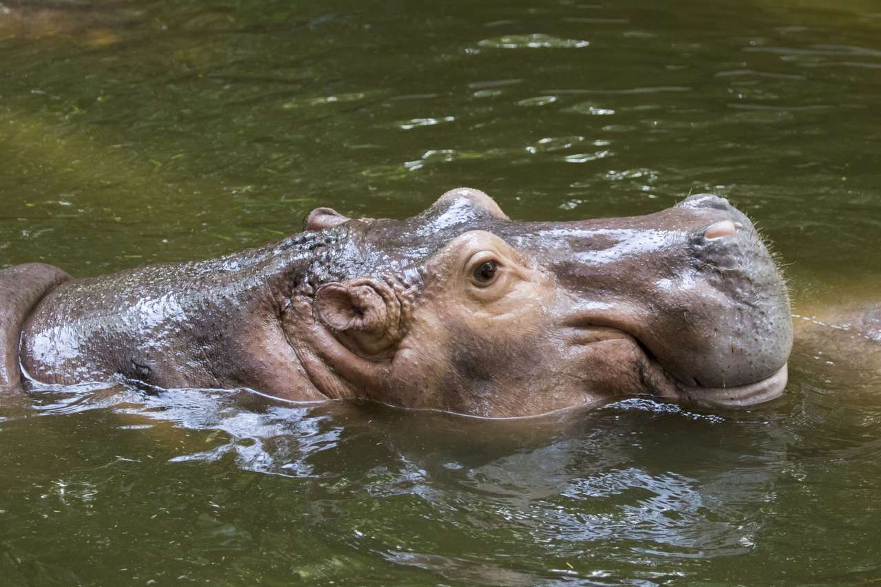 Hipopotam w wodzie puzzle online