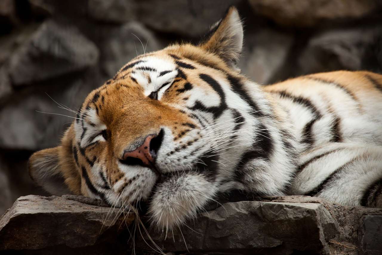 Tygrysek sobie śpi puzzle ze zdjęcia