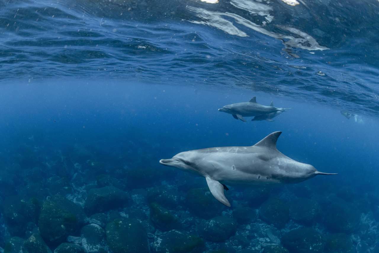 Delfiny w Tokyo puzzle online