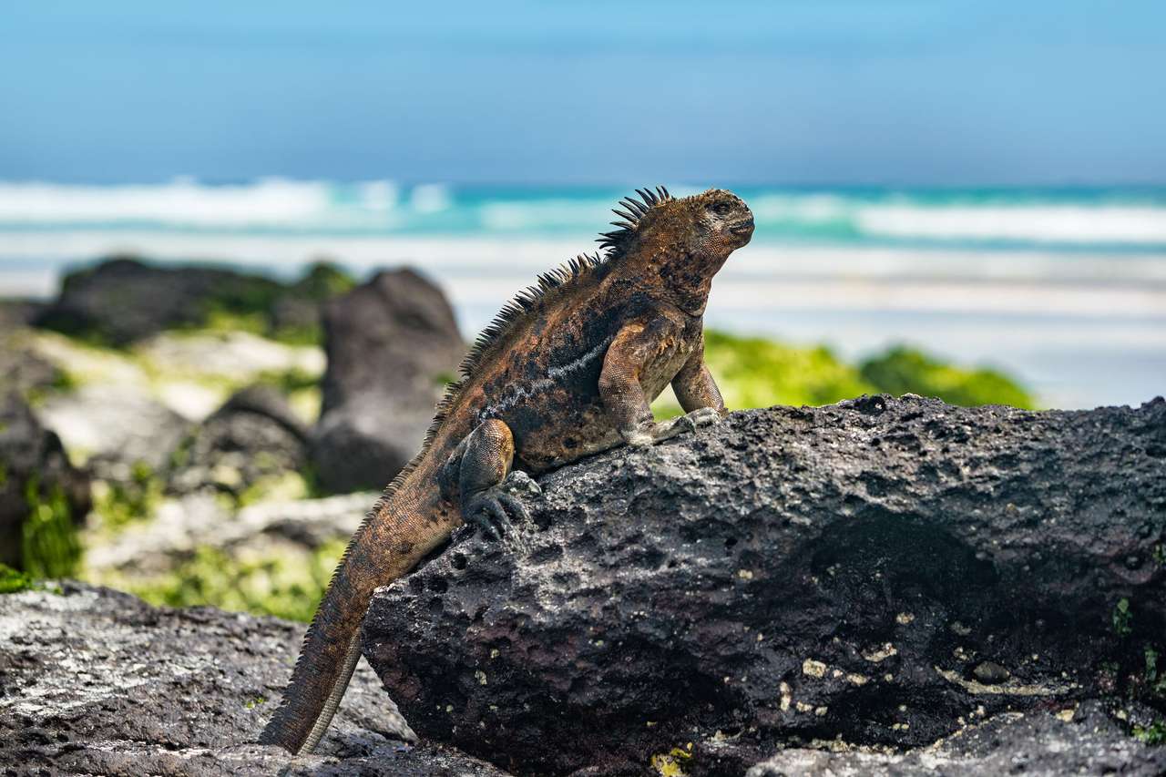 Iguana na Galapagos puzzle online ze zdjęcia