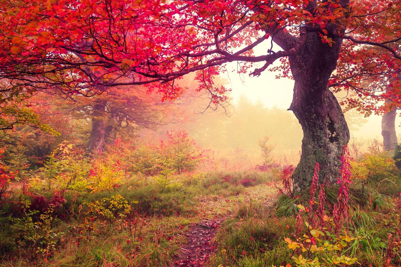 Drzewa jesienią puzzle ze zdjęcia