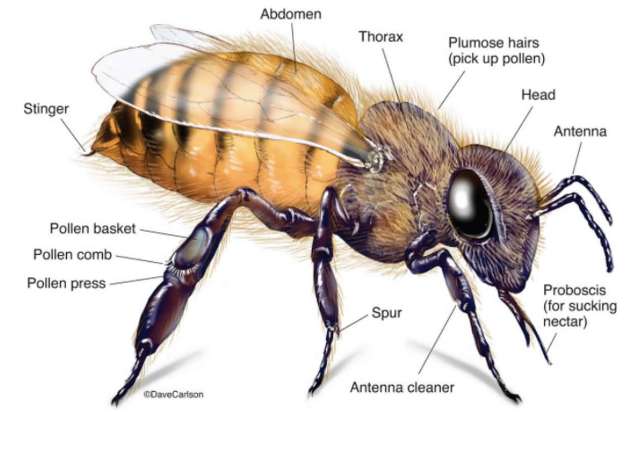 Puzzle pszczelarza Jak zbudować pszczoła puzzle online ze zdjęcia