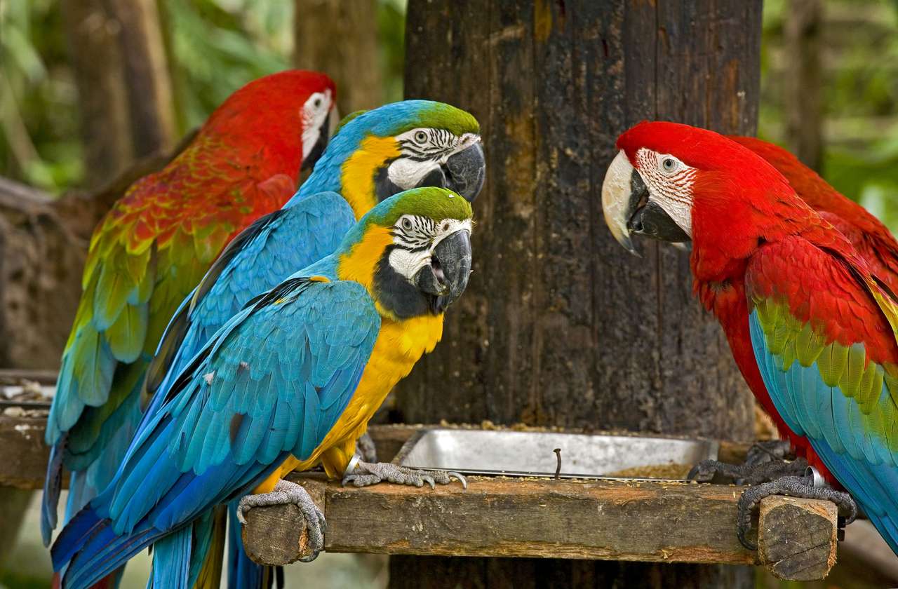 Kolorowe papugi puzzle online ze zdjęcia