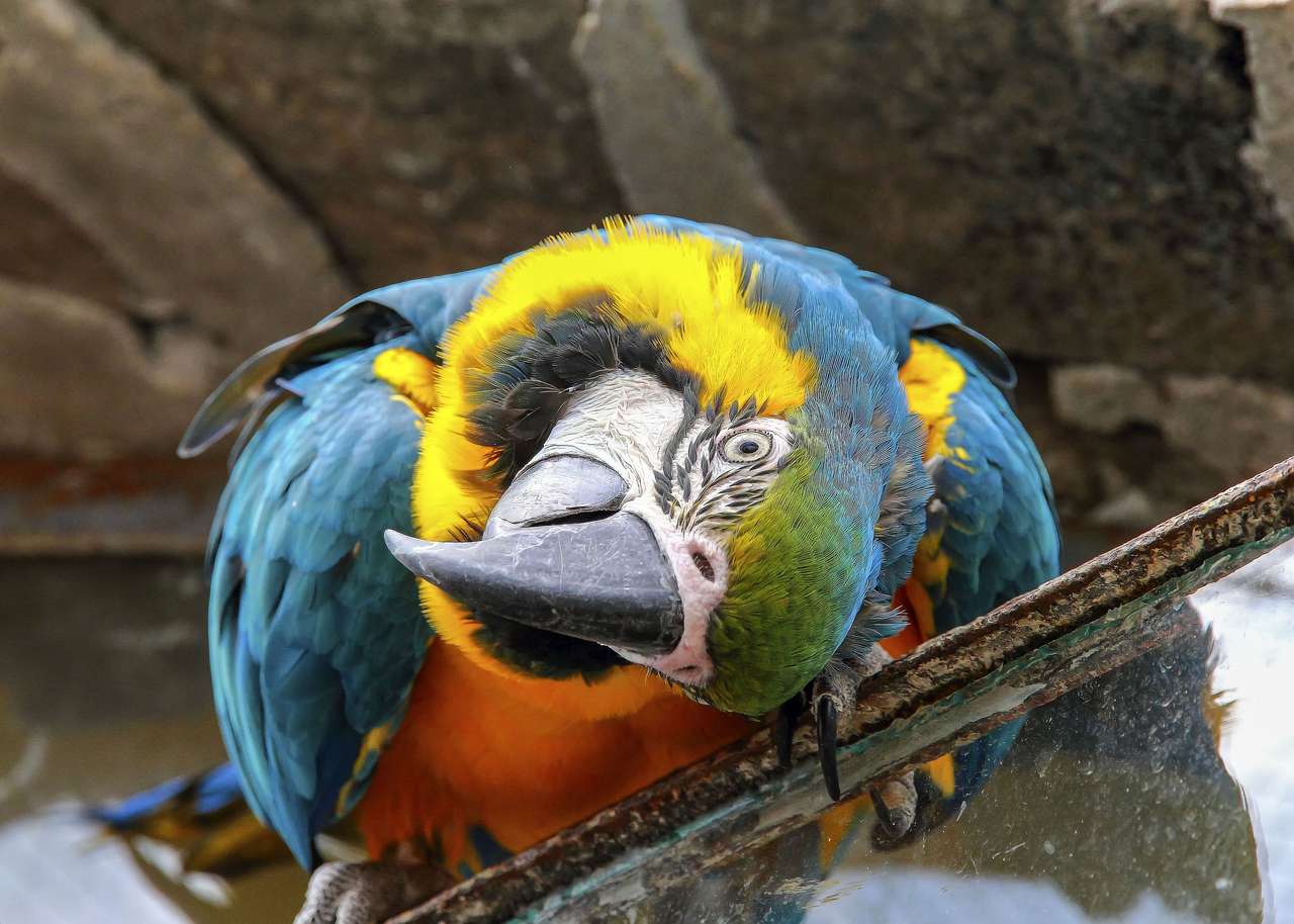 Papuga odwraca głowę puzzle online ze zdjęcia