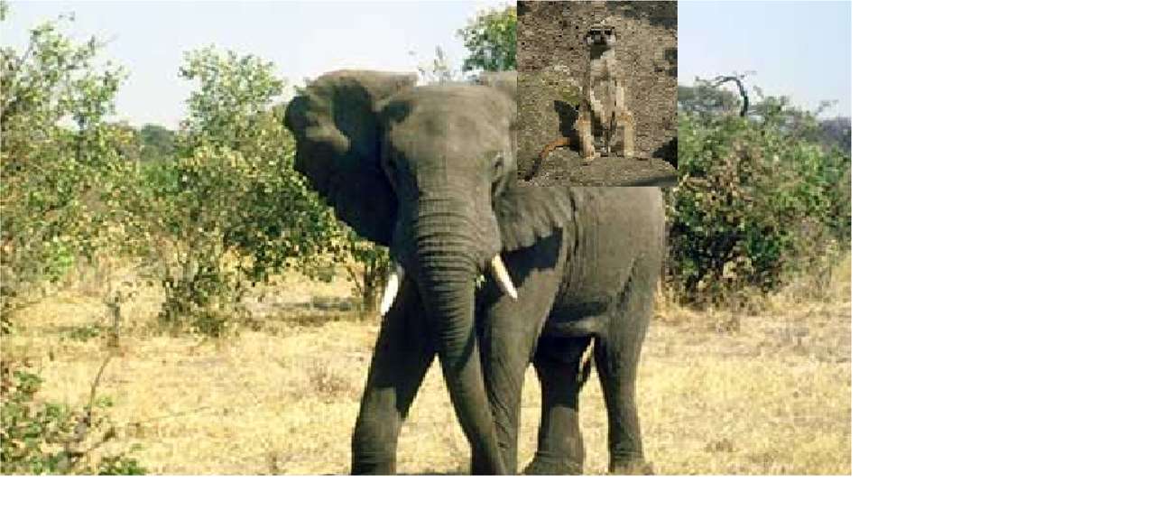 surykatka na słoniu puzzle online ze zdjęcia