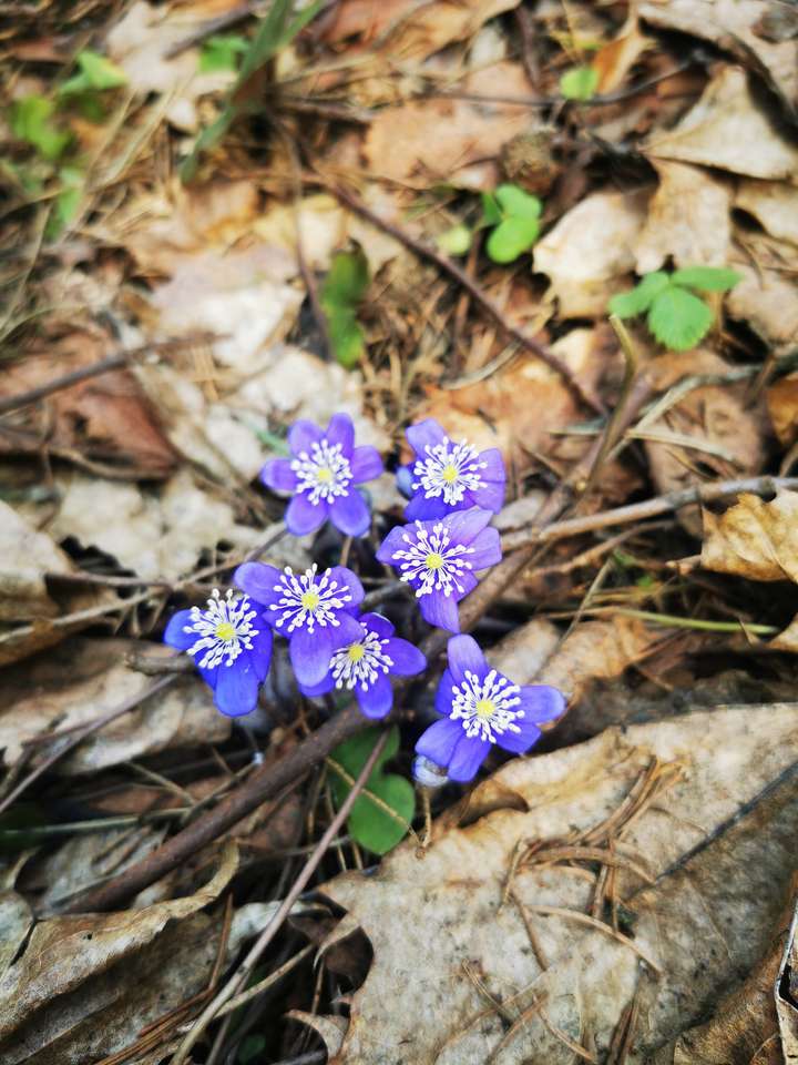Dzikie kwiaty puzzle online ze zdjęcia