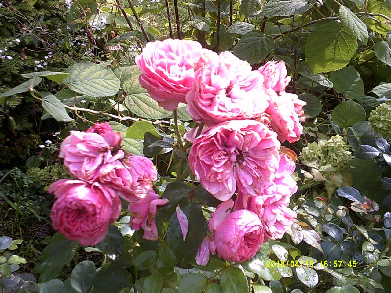 kwiaty różowe puzzle online