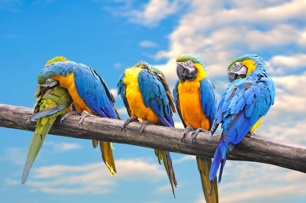 Papugi na gałęzi puzzle online ze zdjęcia