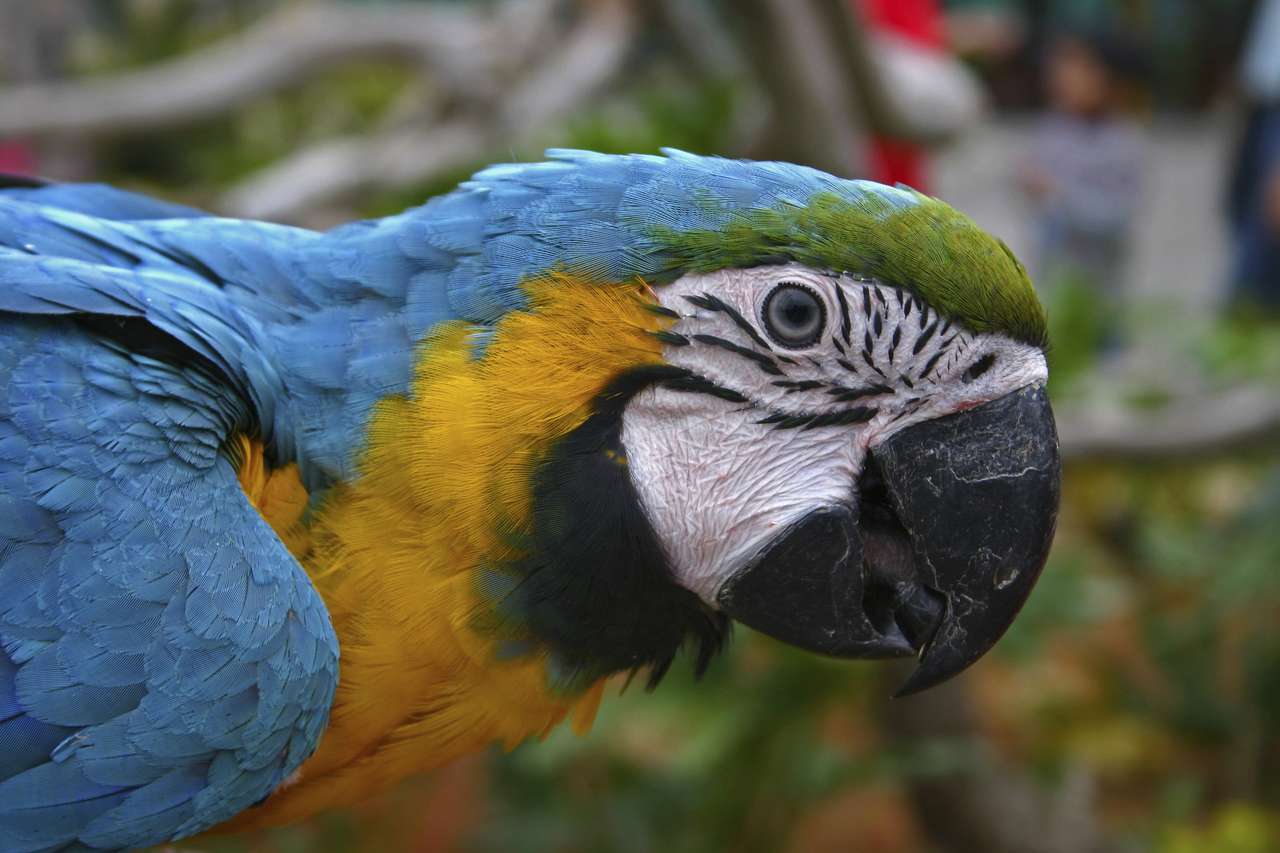 Kolorowa papuga puzzle online ze zdjęcia