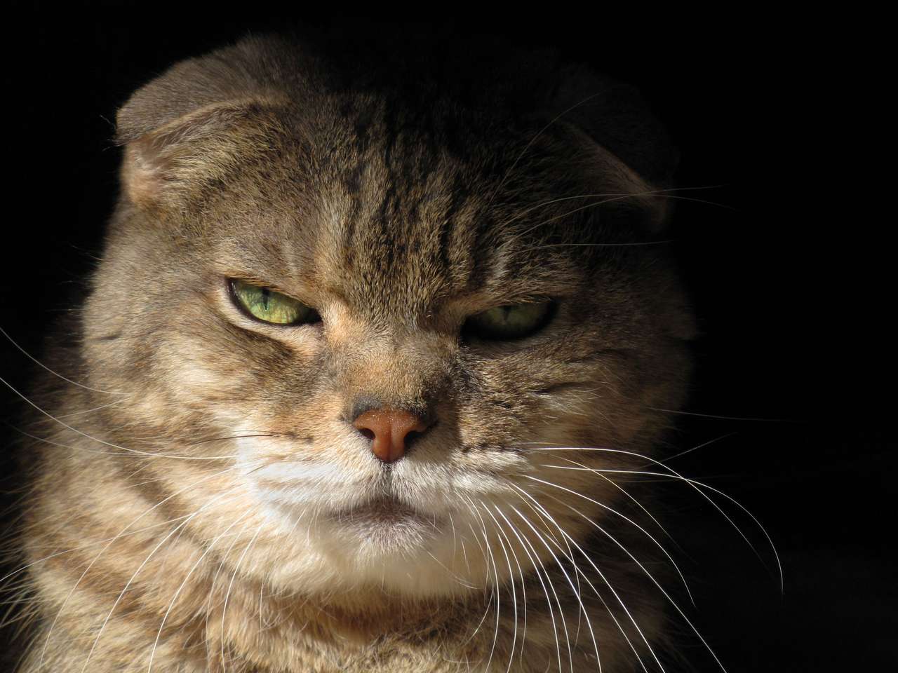 Grumpy Cat puzzle online ze zdjęcia