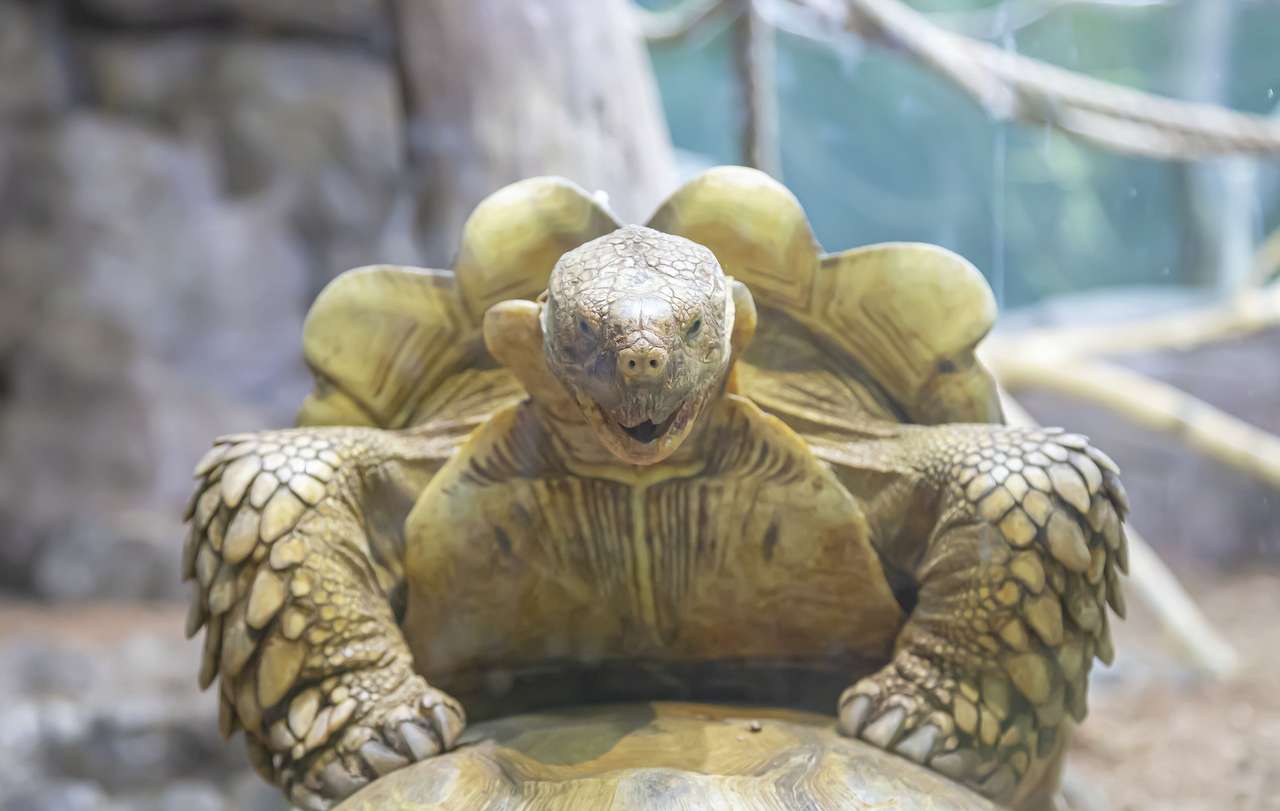 Wielki żółw puzzle online ze zdjęcia