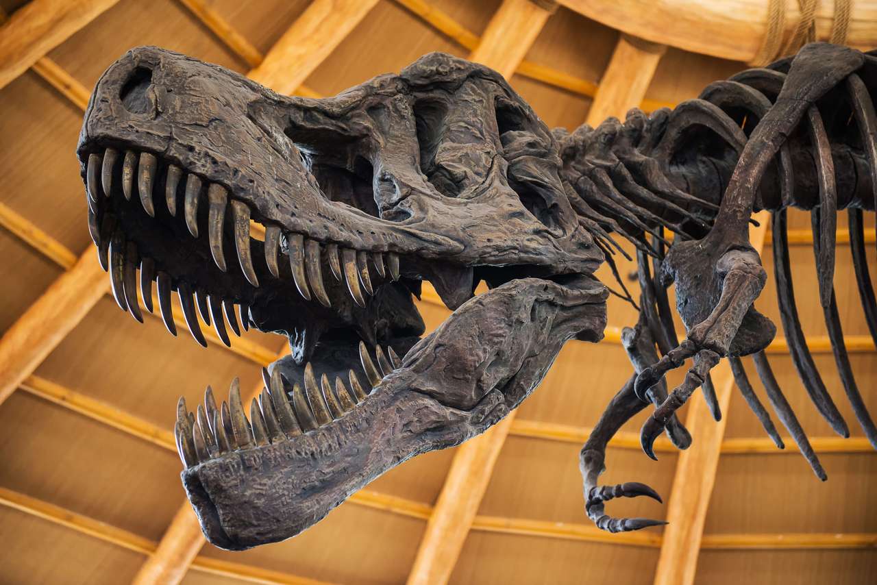 Dinozaur T-rex puzzle online