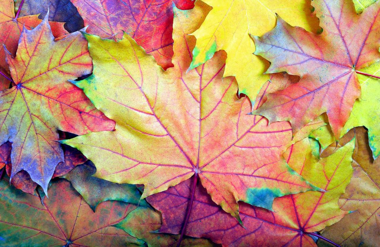Kolorowe liście puzzle ze zdjęcia