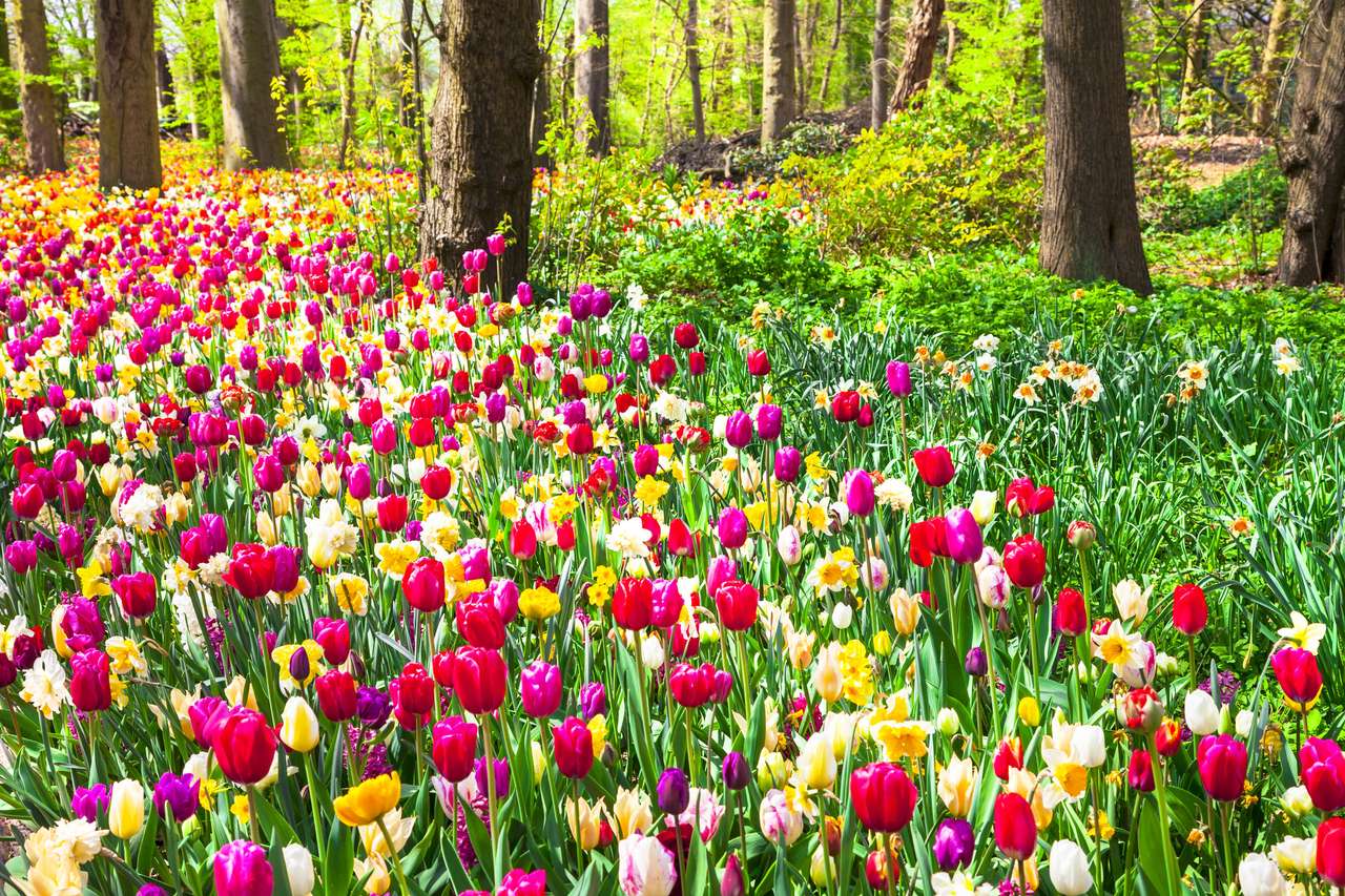 Tulipany w kolorach tęczy puzzle online
