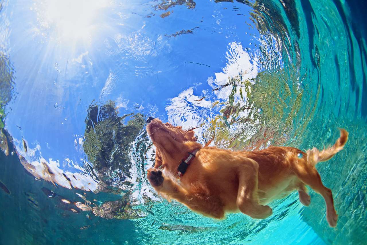 Pływający pies puzzle online ze zdjęcia