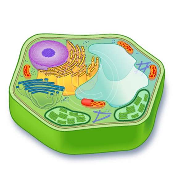 Komórka zwierzęca puzzle ze zdjęcia