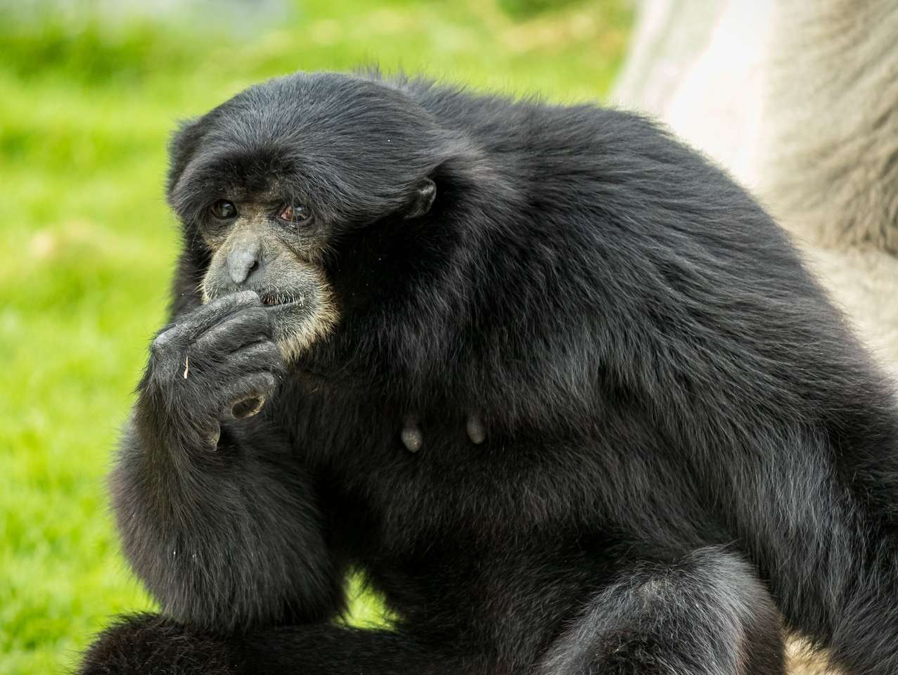 Czarna małpa puzzle online ze zdjęcia