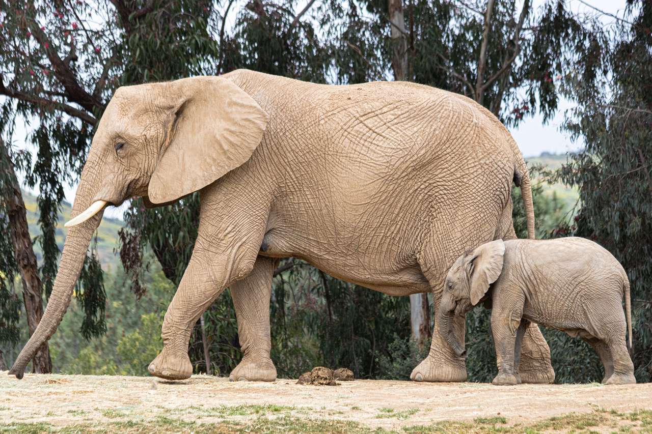 Słoń duży i mały puzzle online ze zdjęcia
