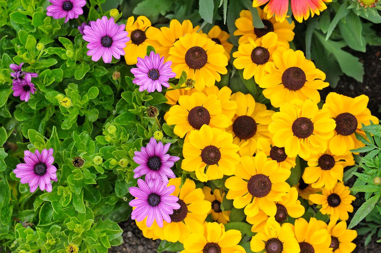 Kolorowe kwiaty puzzle ze zdjęcia