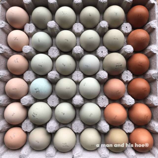 Huevos para Todos. puzzle online ze zdjęcia