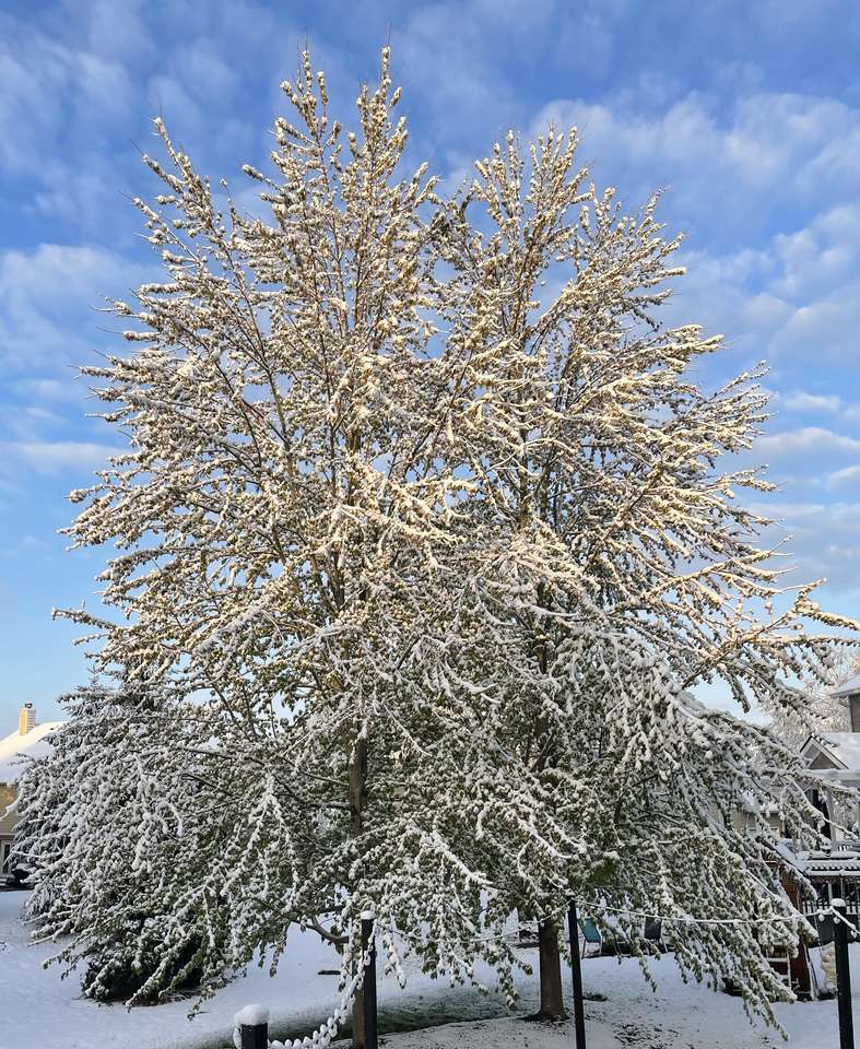 Zimowe drzewo puzzle online