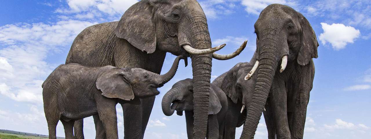 Rodzina słonia. puzzle online