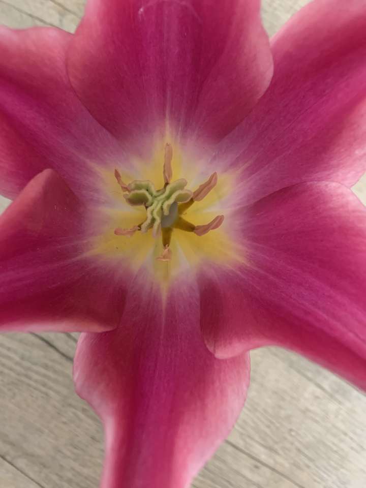 Pojedyncza głowa tulipana puzzle online