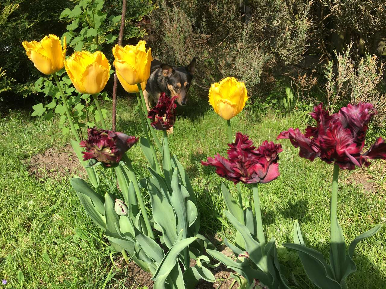 Tulipany puzzle