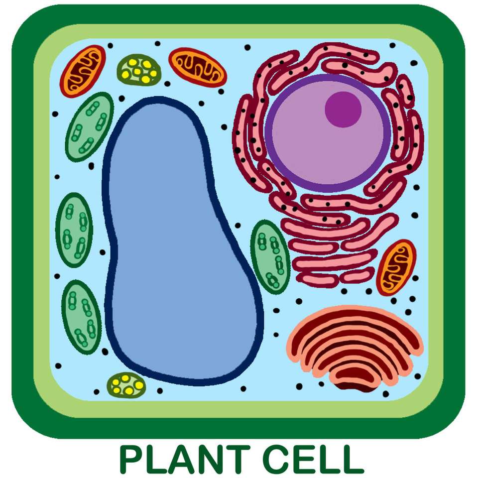 Komórka roślinna puzzle online ze zdjęcia