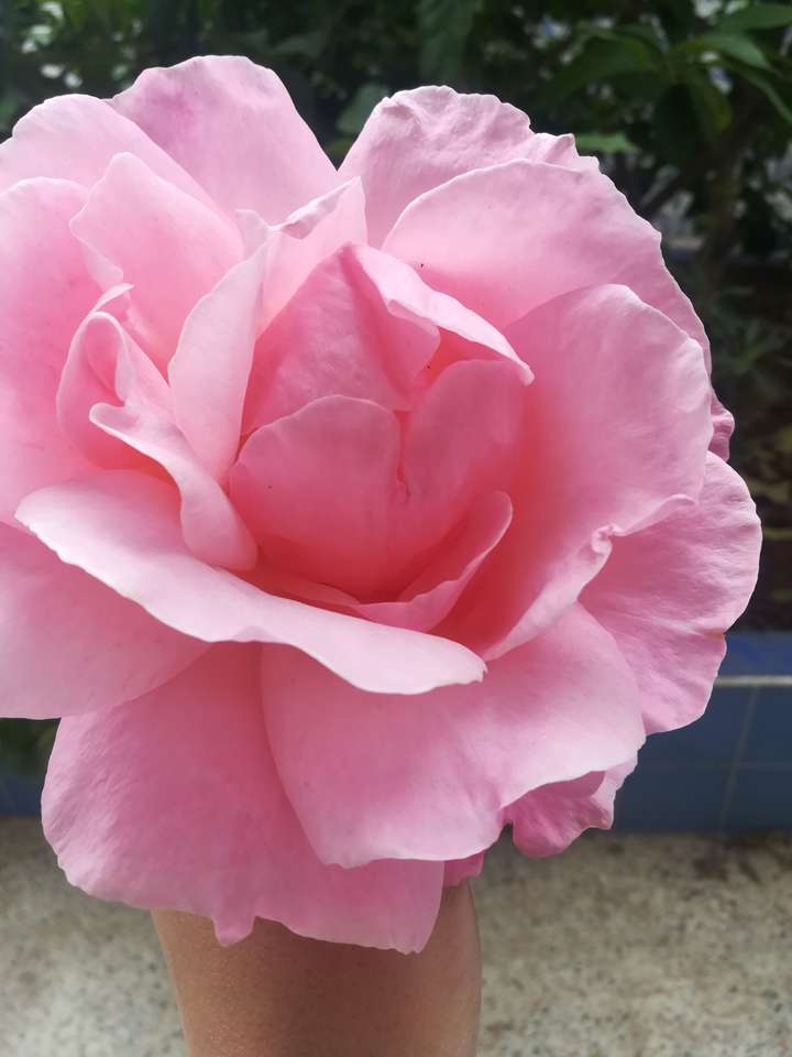 Kwiat różowy juri. puzzle online