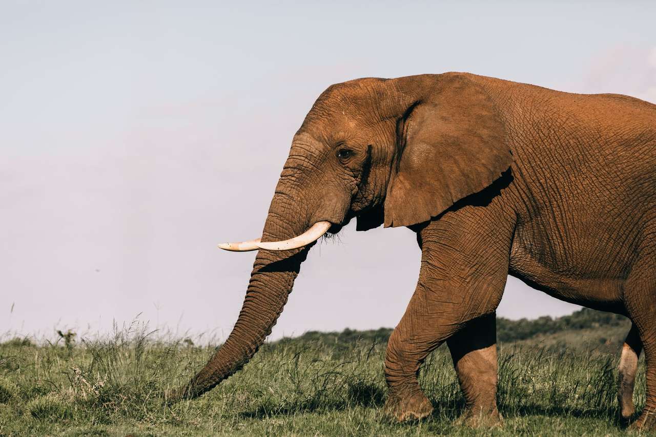 Puzzle - słoń afrykański puzzle online