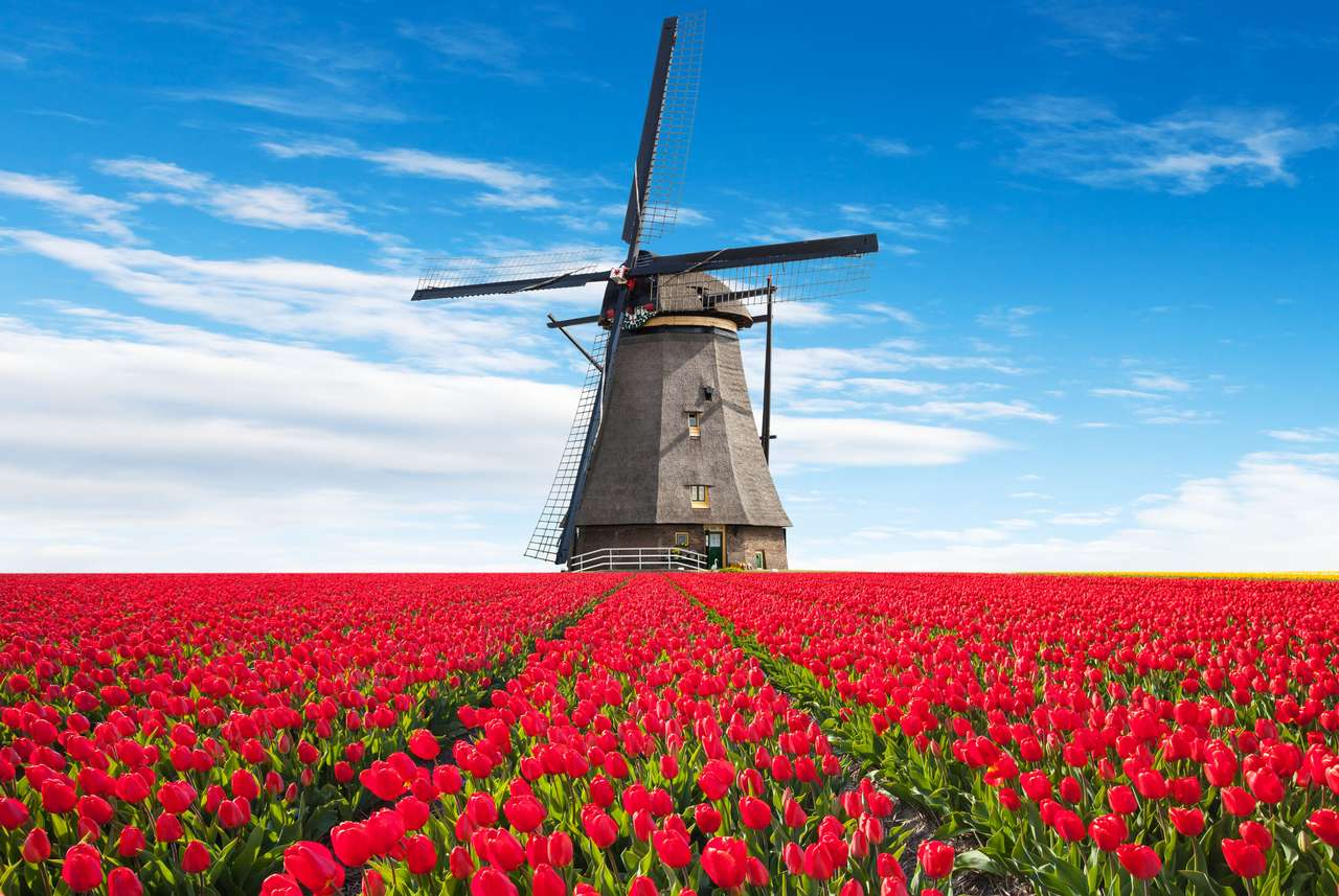 Wiatrak wśród tulipanów puzzle online
