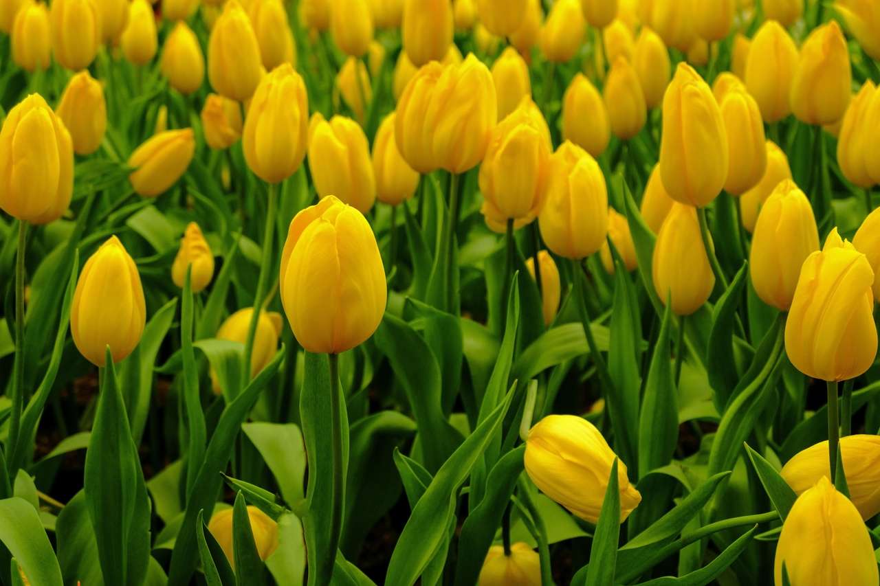 Żółte tulipany puzzle