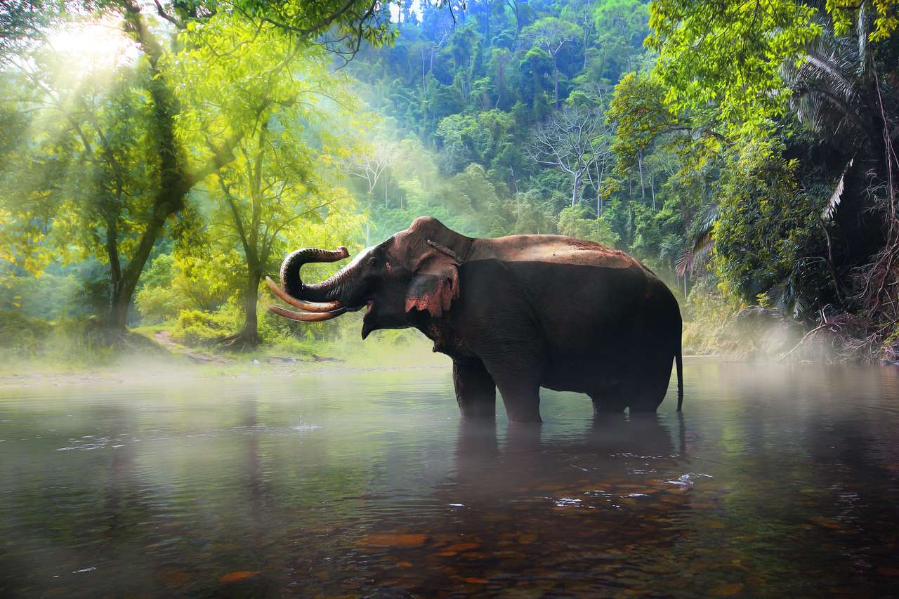 Dziki słoń w prowincji Kanchanaburi puzzle online