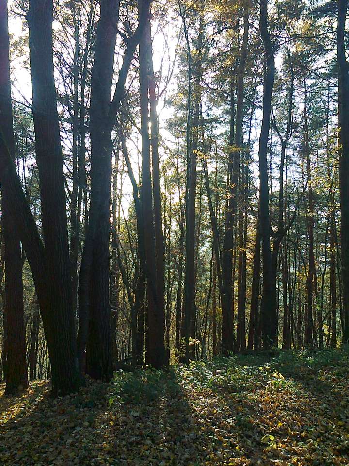 Las w Bieszczadach puzzle online ze zdjęcia