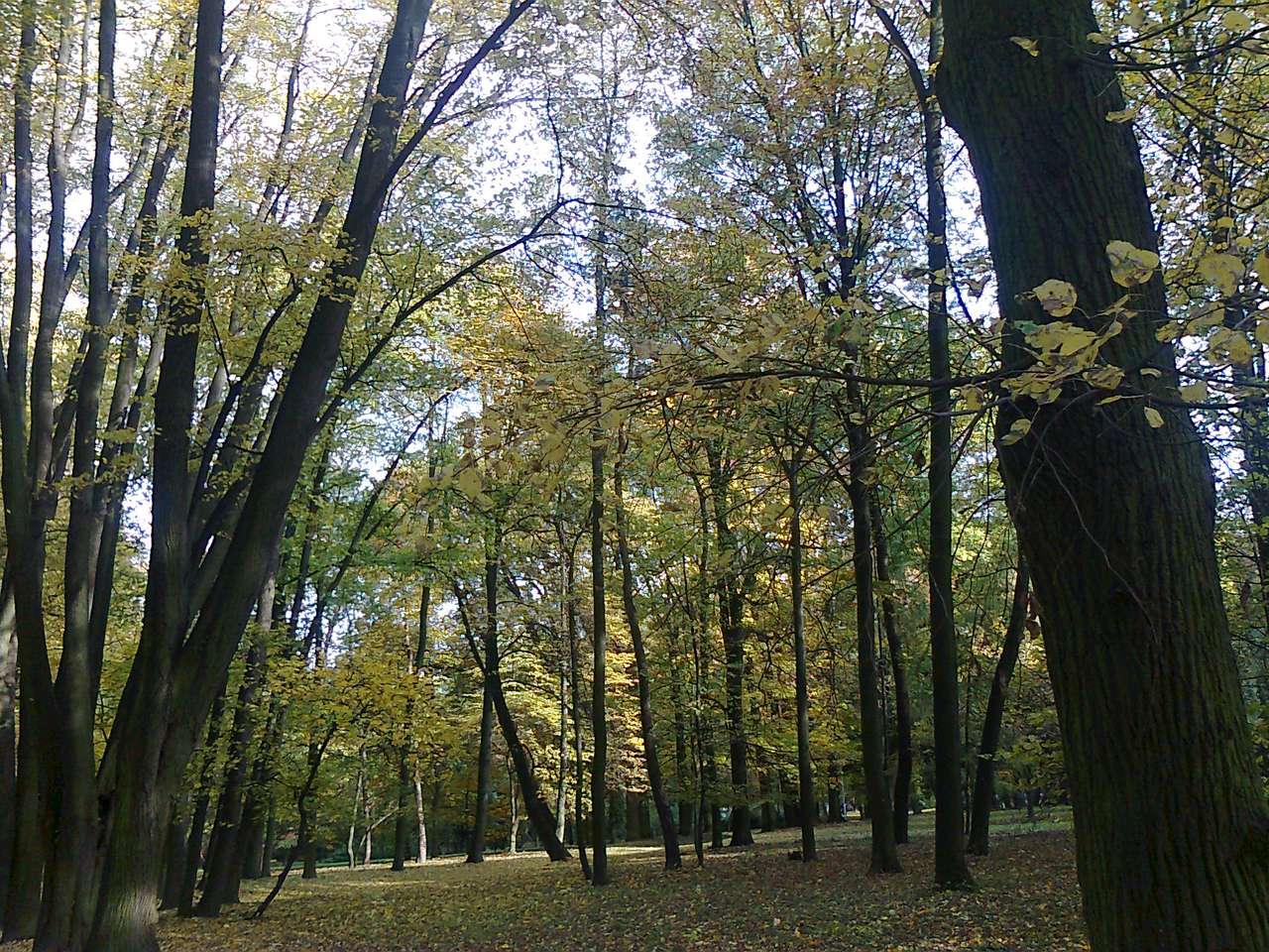 Jesień w parku puzzle online ze zdjęcia