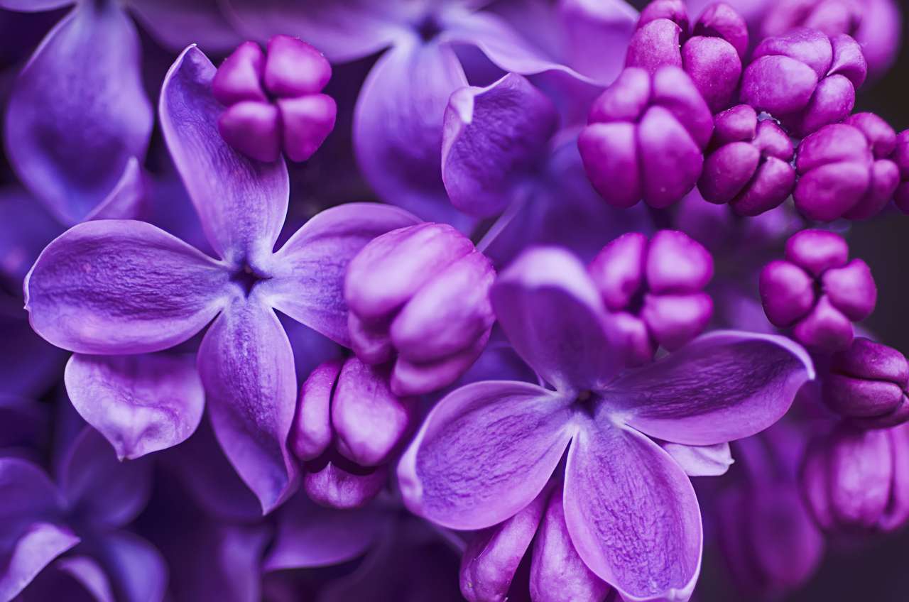 Kwiaty liliowe puzzle online ze zdjęcia
